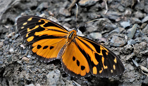 Harmonia Tiger, Tithorea harmonia ssp. brunnea (Haensch, 1905). Pusiliani, Caranavi, Yungas, Bolivia january 23, 2018. Photographer; Peter Mllmann