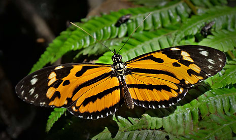 Golden Longwing, Heliconius hecale ssp. zeus (Neukirchen, 1995). Pusiliani, Caranavi, Yungas, Bolivia january 21, 2018. Photographer; Peter Møllmann