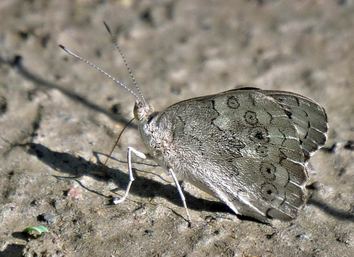 Eunica macris (Godart, 1824). Mallacita, Caranavi, Bolivia January 18, 2018. Photographer; Peter Mllmann