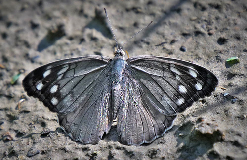 Eunica macris (Godart, 1824). Mallacita, Caranavi, Bolivia January 18, 2018. Photographer; Peter Mllmann