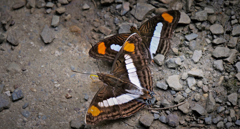 Linda's Emperor, Doxocopa linda (Felder & Felder, 1862) & Thessalia Sister, Adelpha thessalia (Felder & Felder, 1867). Bellavista, Caranavi, Yungas, Bolivia february 24, 2018. Photographer; Peter Mllmann