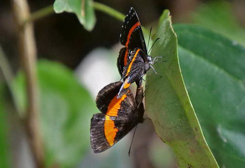 Orange-banded Gem, Crocozona coecias (Hewitson, 1866).  Caranavi, Yungas, Bolivia february 10, 2018. Photographer; Peter Mllmann