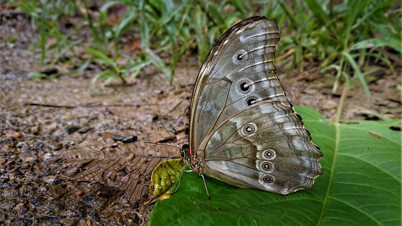 Giant Light-blue Morpho, Morpho godartii ssp. titogilberti (Blandin & Gareca, 2011) male.   Caturapi, Yungas, Bolivia february 1, 2018. Photographer; Peter Mllmann