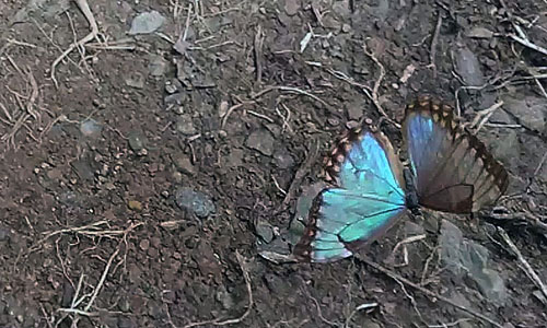 Aurora Morpho, Morpho aurora (Westwood, 1851) female. Highland near Caranavi, Yungas, Bolivia january 27, 2018. Photographer; Peter Mllmann