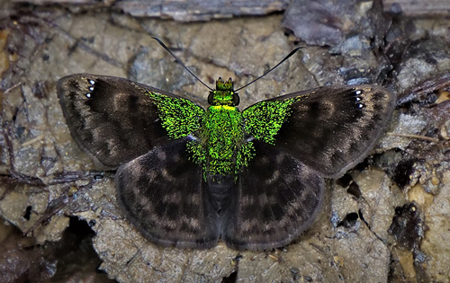 Green-shouldered Sootywing, Gorgopas trochilus (Hopffer, 1874).  Caranavi, Yungas, Bolivia january 15, 2018. Photographer; Peter Møllmann