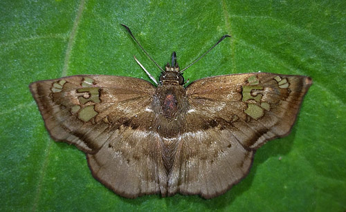 Quadrus truncata (Hewitson 1870).  Bella Vista, Caranavi highlands, Yungas, Bolivia february 24, 2018. Photographer; Peter Mllmann