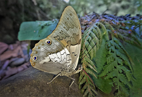 Shaded-blue Leafwing, Prepona laertes ssp. demodice (Godart, 1824).  Garrapatuni, Caranavi, Yungas, Bolivia january 5, 2018. Photographer; Peter Mllmann