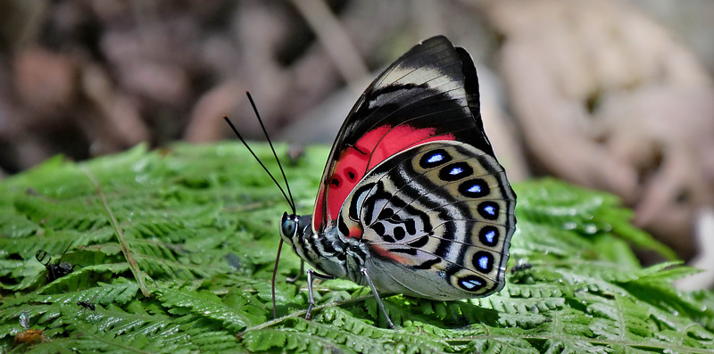 Godart's Agrias, Prepona claudina ssp. lugens (Staudinger, 1886).  Caranavi, Yungas, Bolivia january 24, 2018. Photographer; Peter Mllmann