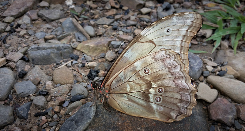 Giant Light-blue Morpho, Morpho godartii ssp. lachaumei (Blandin, 2007) male. Bella Vista, Caranavi highlands, Yungas, Bolivia february 24, 2018. Photographer; Peter Mllmann