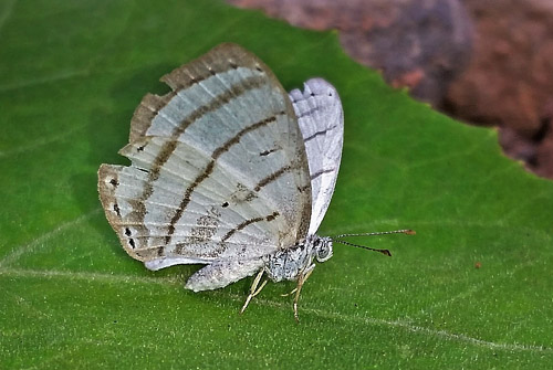 Icare Eyemark, Leucochimona icare ssp. subalbata (Seitz 1913). Bella Vista, Caranavi highlands, Yungas, Bolivia february 24, 2018. Photographer; Peter Møllmann