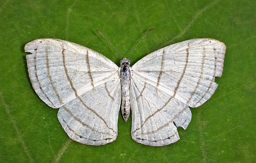 Icare Eyemark, Leucochimona icare ssp. subalbata (Seitz 1913). Bella Vista, Caranavi highlands, Yungas, Bolivia february 24, 2018. Photographer; Peter Møllmann