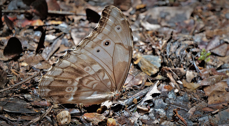 Giant Light-blue Morpho, Morpho godartii ssp. lachaumei (Blandin, 2007) male. Rio Cristal, Caranavi highlands, Yungas, Bolivia february 19, 2018. Photographer; Peter Mllmann