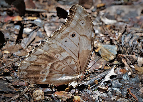 Giant Light-blue Morpho, Morpho godartii ssp. lachaumei (Blandin, 2007) male. Rio Cristal, Caranavi highlands, Yungas, Bolivia february 19, 2018. Photographer; Peter Møllmann