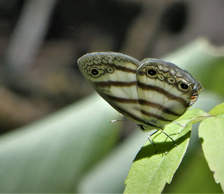 Maybe a Jesia Satyr, Euptychia Jesia (A. Butler, 1869).  Garrapatuni, Caranavi, Yungas, Bolivia january 5, 2018. Photographer; Kirsten Matthiesen