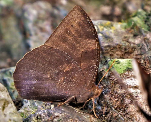 Narope panniculus (Stichel,1904). Pusiliani, Caranavi, Yungas, Bolivia january 23, 2018. Photographer; Peter Møllmann