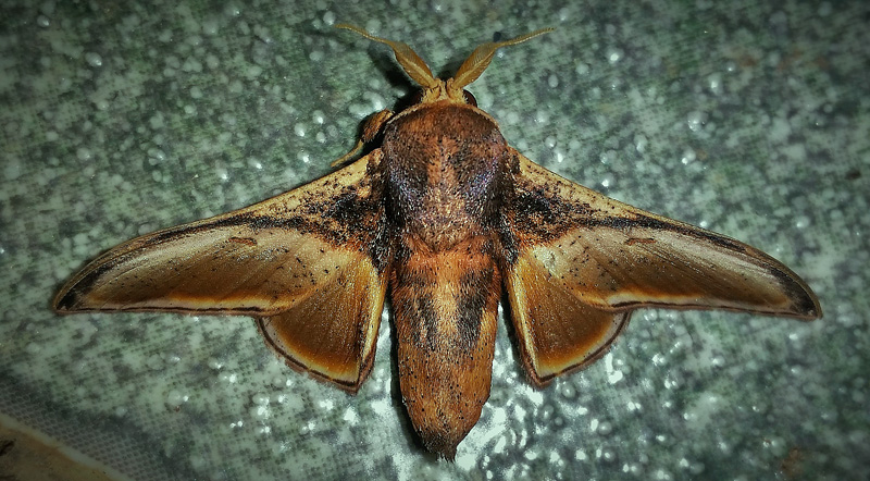 Euphaneta divisa (Walker 1855) the Mimallonidae family. Caranavi, Yungas, Bolivia february 22, 2018. Photographer; Peter Mllmann