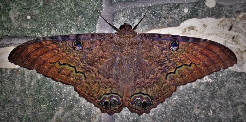 Black Witch, Ascalapha odorata (Linnaeus, 1758) male. Caranavi, Yungas, Bolivia february 6, 2018. Photographer; Peter Mllmann