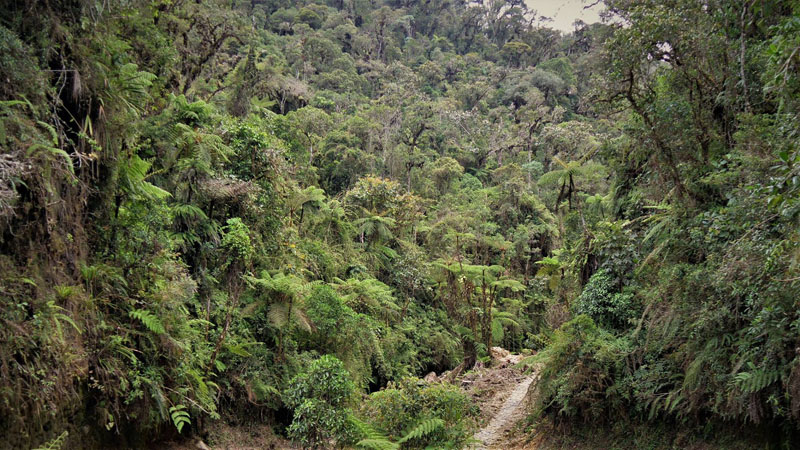 Ecovia, Coroico, Yungas, Bolivia december 16, 2017. Photographer; Peter Mllmann