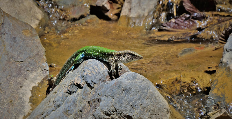 Giant Ameiva, Ameiva ameiva.  Rio Zongo, Caranavi, Yungas, Bolivia december 30, 2017. Photographer; Peter Mllmann