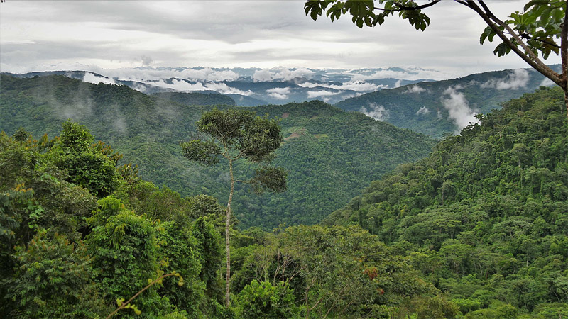 Caturapi, Yungas, Bolivia february 1, 2018. Photographer; Peter Mllmann