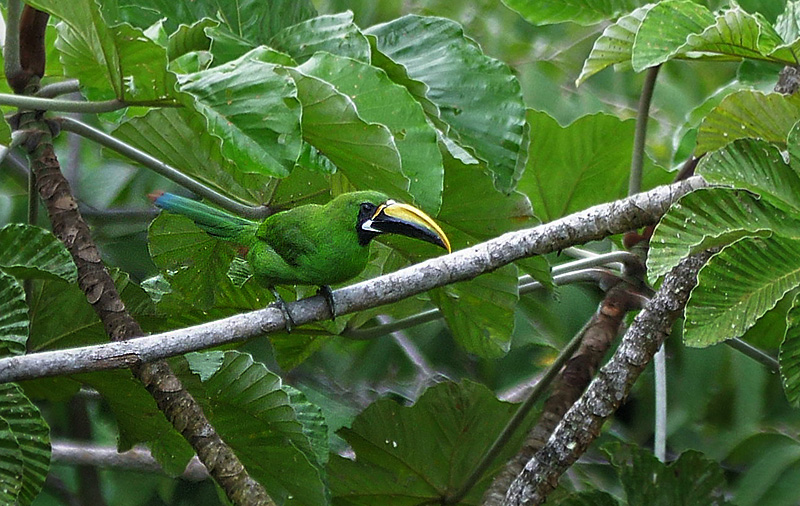 Black-throated Toucanet (Aulacorhynchus atrogularis). Caturapi, Yungas, Bolivia february 1, 2018. Photographer; Peter Mllmann