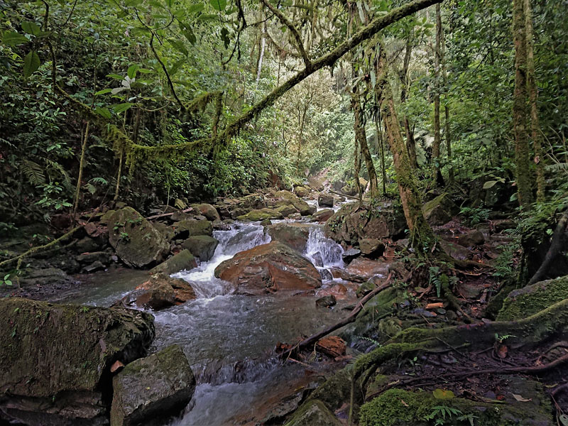 Rincon del tunki, highland near Caranavi, Yungas, Bolivia january 27, 2018. Photographer; Peter Mllmann