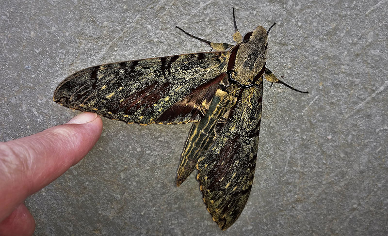 Darwin Hawkmoth, Amphimoea walkeri (Boisduval, 1875). Caranavi, Yungas, Bolivia february 8, 2018. Photographer; Peter Mllmann