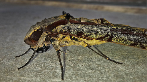 Darwin Hawkmoth, Amphimoea walkeri (Boisduval, 1875). Caranavi, Yungas, Bolivia february 8, 2018. Photographer; Peter Mllmann