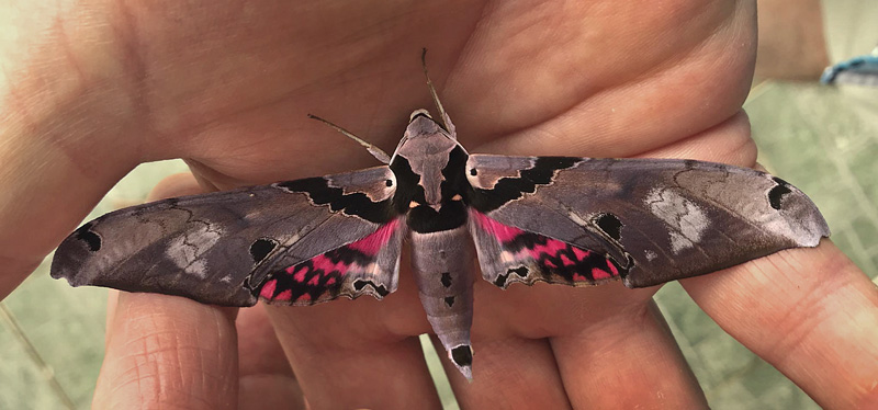 Adhemarius gannascus (Stoll, 1790).  Caranavi, Yungas, Bolivia january 11, 2018. Photographer; Peter Mllmann