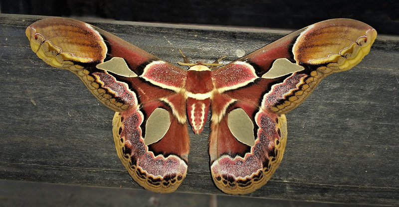 Rothschild's Silk Moth, Rothschildia erycina (Shaw, 1797).  Caranavi, Yungas, Bolivia january 19, 2018. Photographer; Peter Mllmann