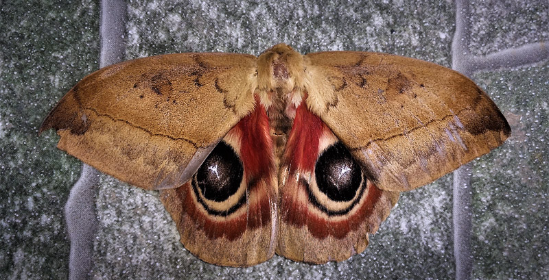 Maybe a Automeris janus (Cramer 1775)? Caranavi, Yungas, Bolivia january 10, 2018. Photographer; Peter Mllmann