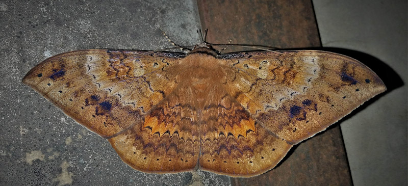 Eupterotidae species? Caranavi, Yungas, Bolivia january 11, 2018. Photographer; Peter Møllmann
