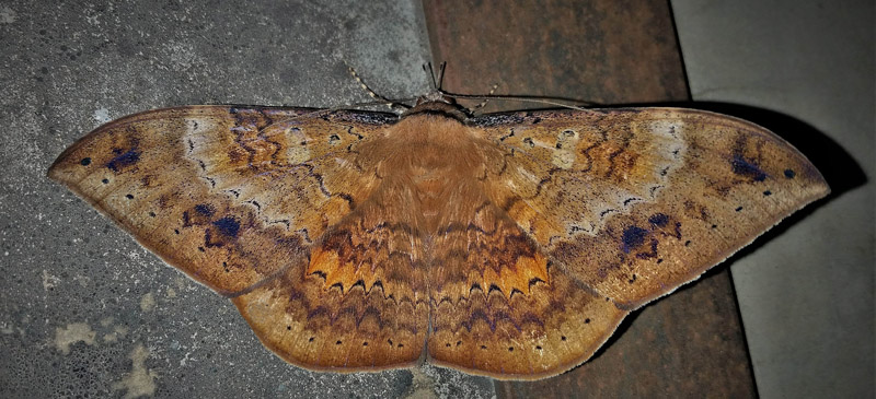 Eupterotidae species? Caranavi, Yungas, Bolivia january 11, 2018. Photographer; Peter Mllmann