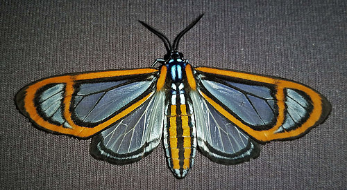 Clearwing Tiger Moth, Hyalurga fenestra (Linné, 1788). Caranavi, Bolivia febrnuary 5, 2018. Photographer; Peter Møllmann