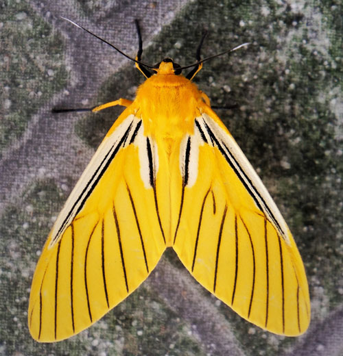 Black-veined Yellow, Pseudischnocampa nervosa (Felder & Rogenhofer, 1874) family; Erebidae: Arctiinae. Caranavi, Bolivia January 14, 2018. Photographer; Peter Møllmann