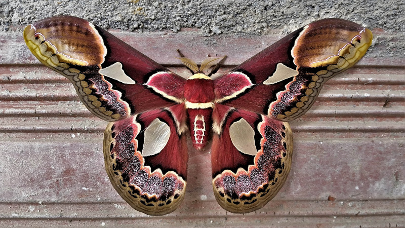 Rothschild's Silk Moth, Rothschildia erycina (Shaw, 1797).  Caranavi, Yungas, Bolivia february 5, 2018. Photographer; Peter Mllmann