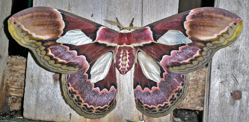Rothschild's Silk Moth, Rothschildia erycina (Shaw, 1797) female.  Caranavi, Yungas, Bolivia january- february, 2018. Photographer; Peter Møllmann