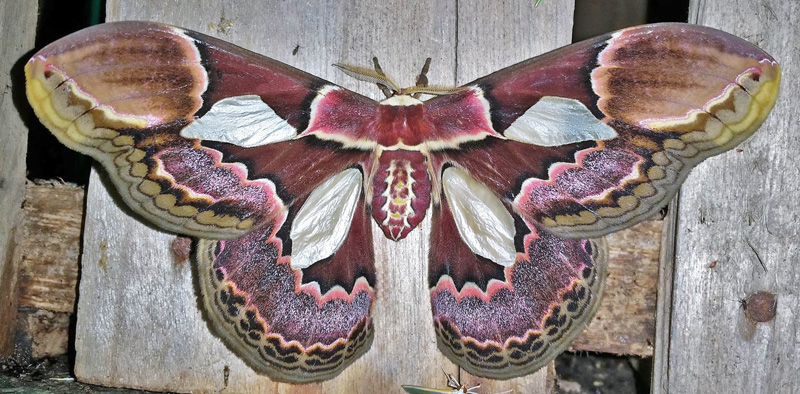 Rothschild's Silk Moth, Rothschildia erycina (Shaw, 1797) female.  Caranavi, Yungas, Bolivia january- february, 2018. Photographer; Peter Mllmann