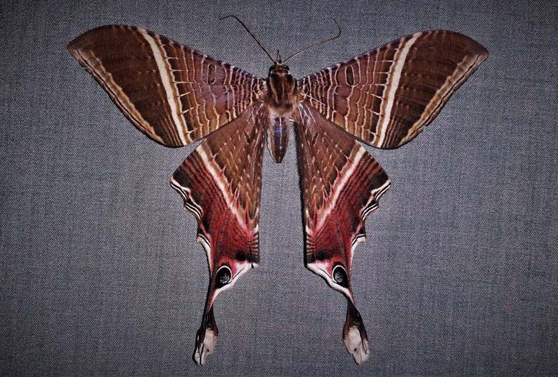 Sematuirid Moths, Mania lunus (Linnaeus, 1758) family; Sematuridae. Caranavi, Yungas, Bolivia february 8, 2018. Photographer; Peter Møllmann