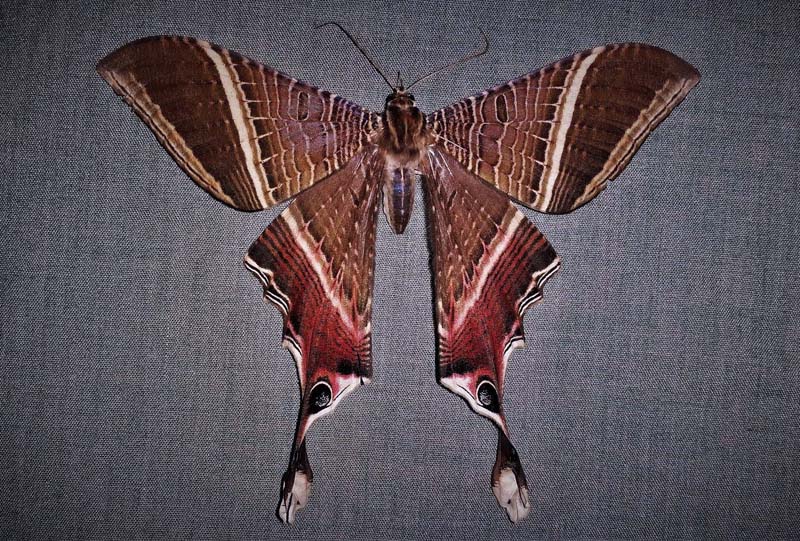 Sematuirid Moths, Mania lunus (Linnaeus, 1758) family; Sematuridae. Caranavi, Yungas, Bolivia february 8, 2018. Photographer; Peter Mllmann